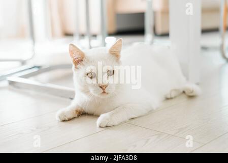 Eine weiße Katze, die auf der Straße gerettet wurde, sitzt mit einem schmerzenden Auge auf dem Boden im Haus und schaut genau hin Stockfoto