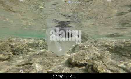 Tote Papageienfische treiben in einem Plastikbeutel unter der Wasseroberfläche im Küstengebiet. Weggeworfene transparente Plastiktüte schwimmt mit verstorbenen Fischen im Inneren Stockfoto