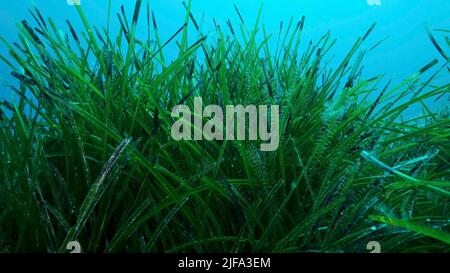 Dichte Dickichte von grünem Seegras Posidonia, auf blauem Wasser Hintergrund. Grüner Seegras mediterranes Tapeweed oder Neptune Grass (Posidonia) . Stockfoto