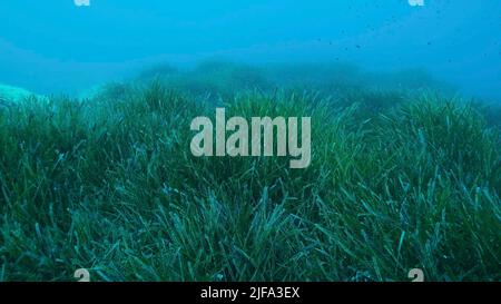 Dichte Dickichte von grünem Seegras Posidonia, auf blauem Wasser Hintergrund. Grüner Seegras mediterranes Tapeweed oder Neptune Grass (Posidonia) . Stockfoto