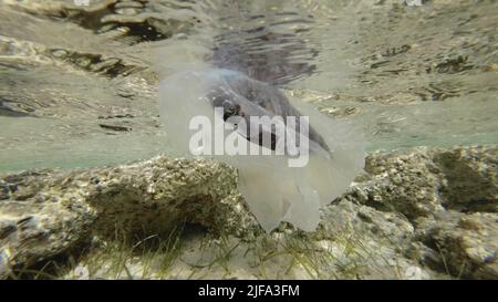 Tote Papageienfische treiben in einem Plastikbeutel unter der Wasseroberfläche im Küstengebiet. Weggeworfene transparente Plastiktüte schwimmt mit verstorbenen Fischen im Inneren Stockfoto