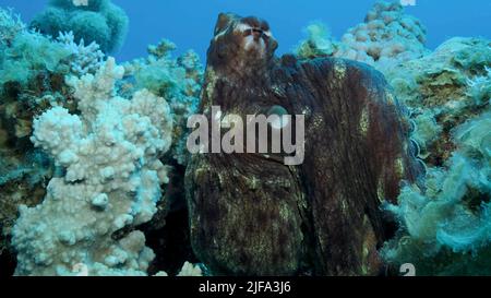 Porträt des großen roten Octopus (Octopus cyanea) sitzt auf dem Korallenriff. Common Reef Octopus, Nahaufnahme. Rotes Meer, Ägypten Stockfoto