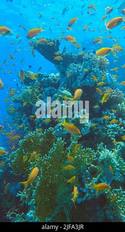 Farbenfrohe tropische Fische schwimmen auf dem Korallenriff auf blauem Wasserhintergrund. Unterwasserleben im Meer. Arabian Chromis (Chromis flavaxilla) und LyRetail Stockfoto