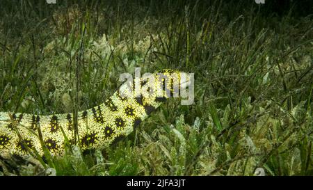 Nahaufnahme von Moray schwimmt langsam im grünen Seegras. Schneeflockenmoräne (Echidna nebulosa) oder Sternmuräne auf Seegras Zostera. Rotes Meer, Ägypten Stockfoto