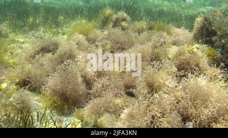 Dichtes Dickicht aus Rotalgen, Braunalgen und grünem Seegras in flachem Wasser in den Strahlen des Sonnenlichts. Unterwasserlandschaft, Rotes Meer, Ägypten Stockfoto