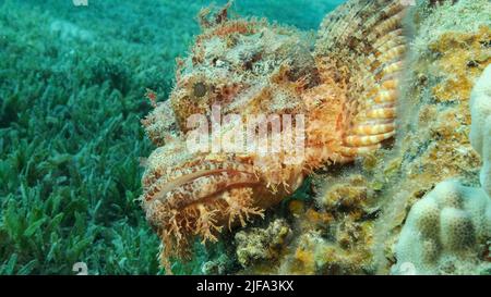 Auf dem Riff liegen Skorpionfische. Bärtiger Skorpionfisch (Scorpaenopsis barbata) . Rotes Meer, Ägypten Stockfoto