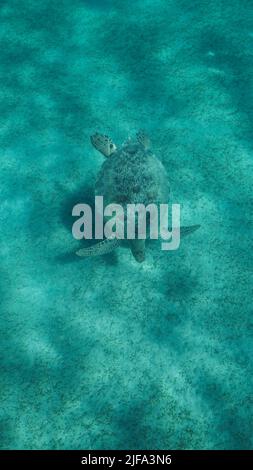 Große Meeresschildkröte grün auf dem Meeresboden mit grünem Seegras bedeckt, Grüne Meeresschildkröte (Chelonia mydas) Unterwasser geschossen. Rotes Meer, Ägypten Stockfoto