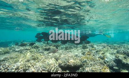 Frau in Tauchausrüstung schwimmt auf der Wasseroberfläche und schaut auf ein Schwarm von Sailfin-Tang-Fischen. Weibliche Schnorchelerin schwimmt unter Wasser und Stockfoto