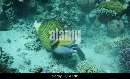 Lösen Sie Fische auf dem Korallenriff aus. Titan-Triggerfisch (Balistoides viridescens) Nahaufnahme, Unterwasser-Schuss. Rotes Meer, Ägypten Stockfoto