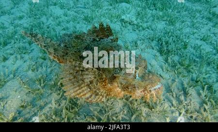 Auf dem Riff liegen Skorpionfische. Bärtiger Skorpionfisch (Scorpaenopsis barbata) . Rotes Meer, Ägypten Stockfoto