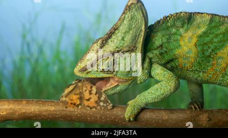 Das hellgrüne Chamäleon aus der Nähe sitzt auf dem Ast und isst einen bunten Schmetterling. . Verschleierte Chamäleon (Chamaeleo calyptratus) und gemalte Dame (Vanessa Stockfoto