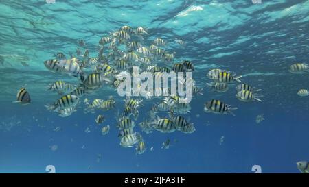 Tropische Fische verschiedener Arten ernähren sich im planktonreichen Oberflächenwasser. Optisch unterscheidbare planktonreiche Wasserschicht (selten zu sehen Stockfoto