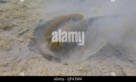 Stingray gräbt aktiv Sandboden auf der Suche nach Nahrung. Blaues Stingray (Taeniura lympma) . Unterwasserleben im Meer. Rotes Meer, Ägypten Stockfoto