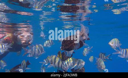 Frau in Tauchausrüstung schwimmt auf der Wasseroberfläche und schaut auf das Meeresleben. Eine Schnorchelerin schwimmt unter Wasser und schaut sich die tropische an Stockfoto