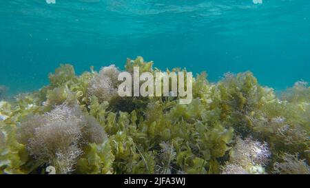 Dichtes Dickicht aus Rotalgen, Braunalgen und grünem Seegras in flachem Wasser in den Strahlen des Sonnenlichts. Unterwasserlandschaft, Rotes Meer, Ägypten Stockfoto