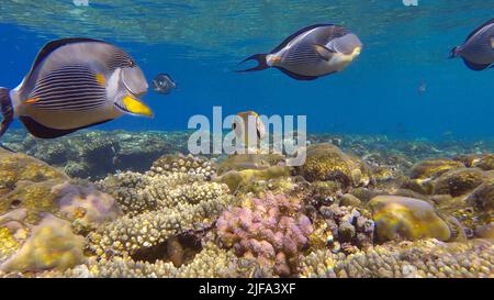 Die Schule der Surgeonfish, die in Sonnenstrahlen über dem Korallenriff schwimmt. Rotmeer-Clown-Chirurg (Acanthurus Sohal) . Rotes Meer, Ägypten Stockfoto