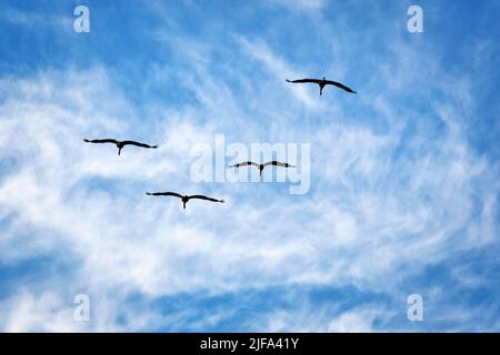 Vier fliegende gewöhnliche Kraniche (Grus grus), Vogelzug, Silhouetten in einem leicht bewölkten Himmel, Textfreiraum, Gotlandinsel, Schweden Stockfoto