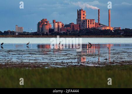 Zementwerk Cementa, Dampfsäule, gewöhnliche Kraniche (Grus grus) stehen am Ufer, Silhouetten im Abendlicht, Slite, Vaegumeviken Bay Stockfoto