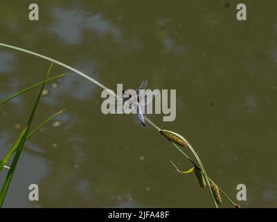 Fliege am Ast, vor Wasseroberfläche, dunkler Hintergrund, Rastatt, Baden-Württemberg, Deutschland Stockfoto