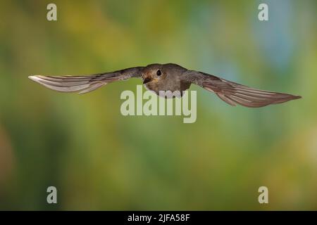 Schwarzer Rottanz (Phoenicurus ochruros) Weibchen im Flug, Thüringen, Deutschland Stockfoto