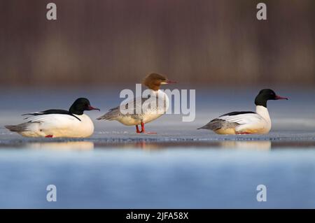 Gänsehaut (Mergus merganser), zwei Männchen und ein Weibchen sitzen am Eisrand, Kainuu, Finnland Stockfoto