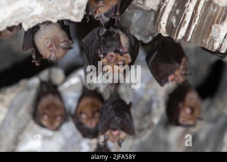 Kleine Hufeisenfledermaus (Rhinolophus hipposideros), wöchentlicher Anstoss mit jungen Menschen, Thüringen, Deutschland Stockfoto