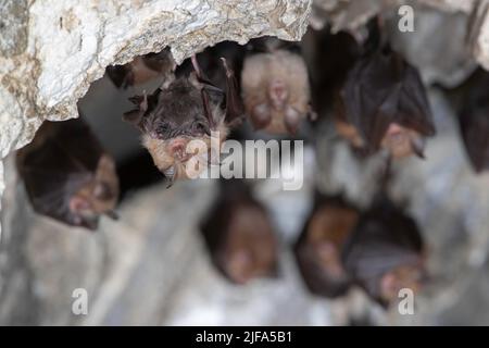 Kleine Hufeisenfledermaus (Rhinolophus hipposideros), wöchentlicher Anstoss mit jungen Menschen, Thüringen, Deutschland Stockfoto