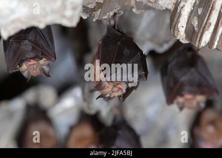 Kleine Hufeisenfledermaus (Rhinolophus hipposideros), wöchentlicher Anstoss mit jungen Menschen, Thüringen, Deutschland Stockfoto