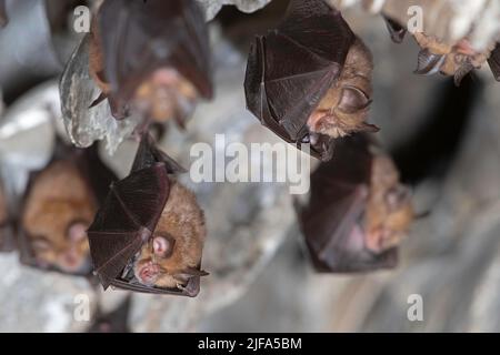 Kleine Hufeisenfledermaus (Rhinolophus hipposideros), wöchentlicher Anstoss mit jungen Menschen, Thüringen, Deutschland Stockfoto