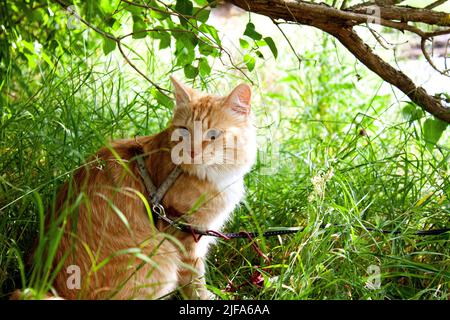 Die Katze hat einen Spaziergang im Wald Stockfoto