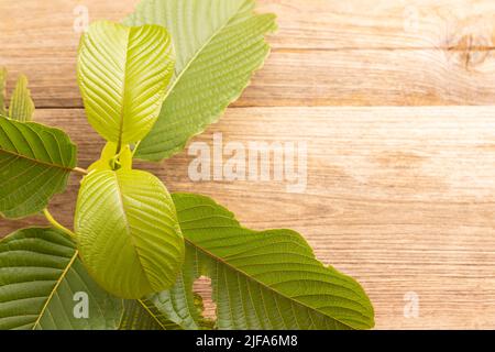 Frisches grünes Mitragyna speciosa Blatt oder Kratom Baum auf Holztisch Hintergrund Stockfoto