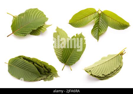 Frisches Mitragyna speciosa Blatt oder Kratom Baum. Studioaufnahme isoliert auf weißem Hintergrund Stockfoto