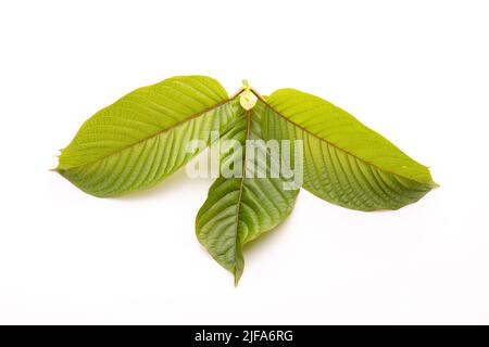 Frisches Mitragyna speciosa Blatt oder Kratom Baum. Studioaufnahme isoliert auf weißem Hintergrund Stockfoto