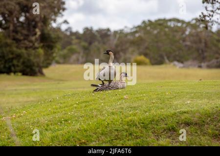 Hawaiianische Gans (branta sandvicensis), Paar, lokale Nene, auf dem Rasen, Volcano Village, Big Island, Hawaii, USA Stockfoto