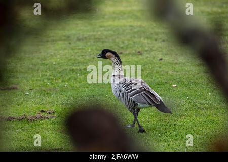 Hawaiianische Gans (branta sandvicensis), lokale Nene, auf dem Rasen, Volcano Village, Big Island, Hawaii, USA Stockfoto