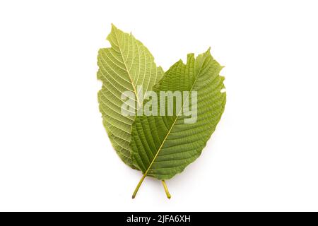 Frisches Mitragyna speciosa Blatt oder Kratom Baum. Studioaufnahme isoliert auf weißem Hintergrund Stockfoto