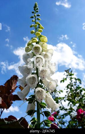 Digitalis purpurea, Foxgloves, Berlin, Deutschland Stockfoto