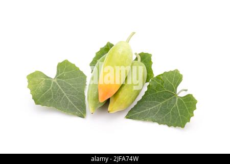 Junge grüne Frucht und Blatt Efeu Gourd isoliert auf weißem Hintergrund Stockfoto
