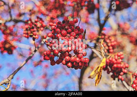 Trauben von reifen Ebereschen Beeren auf Ästen von Eberesche Baum an sonnigen Tag. Rowan-Beeren werden in der traditionellen Medizin und beim Kochen verwendet Stockfoto