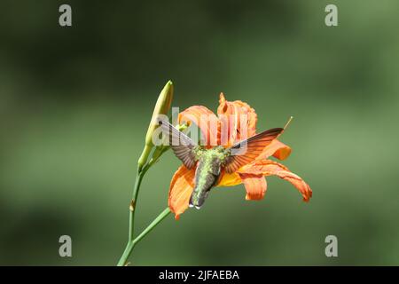 Rubinkehlchen Archilochus colubris besucht eine Lilienblume, um sich von zuckerhaltigem Nektar zu ernähren Stockfoto