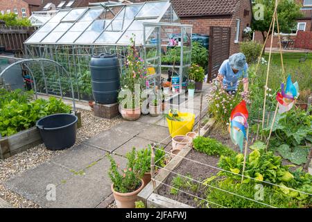 Beschäftigt mit der Pflege der Hochbetten draußen im Garten vor einem vollen Gewächshaus im Sommer Stockfoto