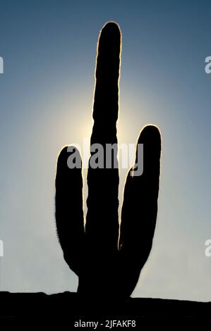 Saguaro Kaktus (Carnegiea gigantea) Silhouette. Sonora Desert, Arizona, USA. Stockfoto