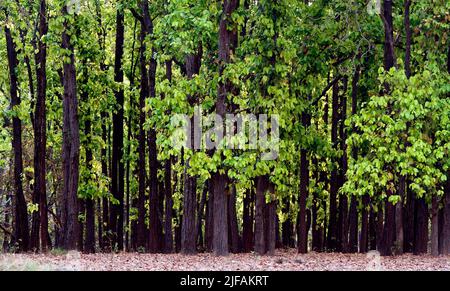 Dens Wald von Sal (Shorea Robusta) in Kanha National Park, Indien. Stockfoto