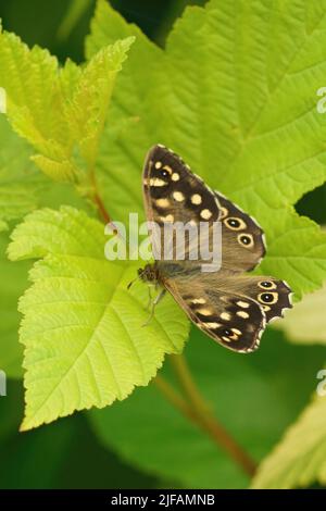 Vertikale Nahaufnahme auf einem braunen gesprenkelten Holz, Pararge aegeria , sitzend auf einem hellgrünen Laub im Garten Stockfoto