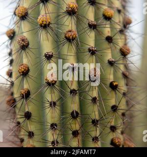 Nahaufnahme des Organ Pipe Cactus (Stenocereu thurberi) vom Organ Pipe Cactus National Monument, Süd Arizona. Stockfoto