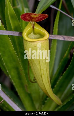 Gut entwickelter Krug der Krug-Pflanze (Nephentes madagascariences) in Feuchtgebieten in der Nähe von Palmarium Resort, östlichen Madagaskar. Stockfoto