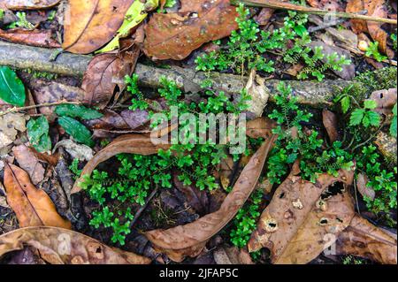 Spikemoss (Selaginella sp.) wächst auf dem Waldboden des Bwindi Impenetrable Forest, Uganda. Stockfoto