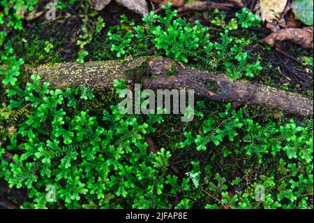 Spikemoss (Selaginella sp.) wächst auf dem Waldboden des Bwindi Impenetrable Forest, Uganda. Stockfoto