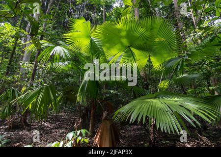 Springbrunnenpalme mit runden Blättern (Saribus rotundifolius) aus dem Tangkoko-Nationalpark, Nord-Sulawesi, Indonesien Stockfoto