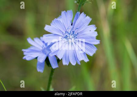 Gewöhnliche Zichorien-blaue Blüten in der Wiese Nahaufnahme selektiver Fokus Stockfoto